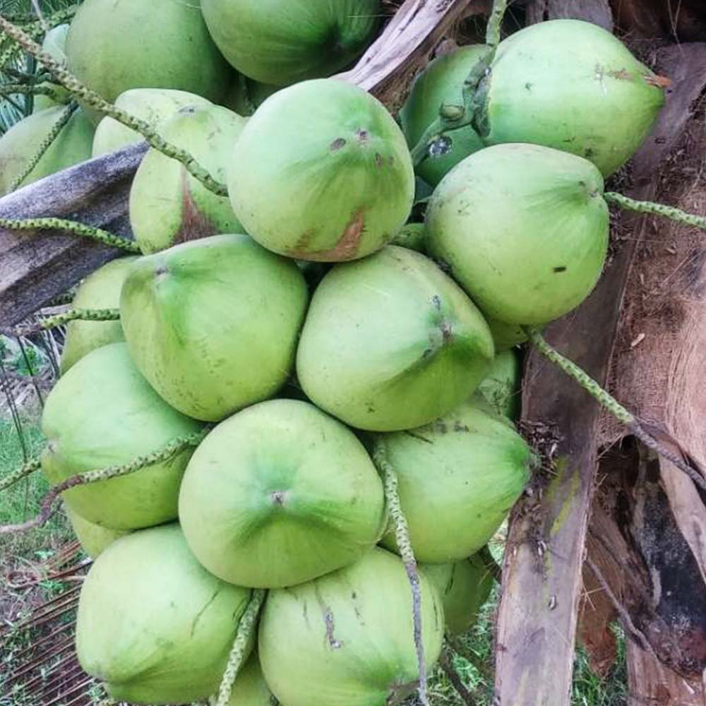 Pandan Coconut (Kelapa Pandan) T & L Coconut Sdn Bhd Malaysia